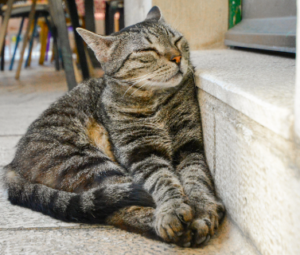 Splitske mačke (The cats of Split)